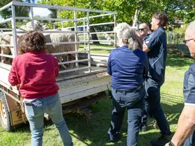 Rangers lifting sheep into a ute