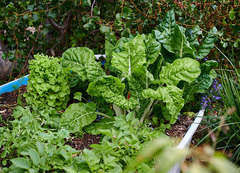 Garden vegetables