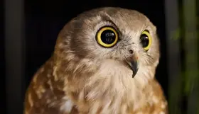 An owl