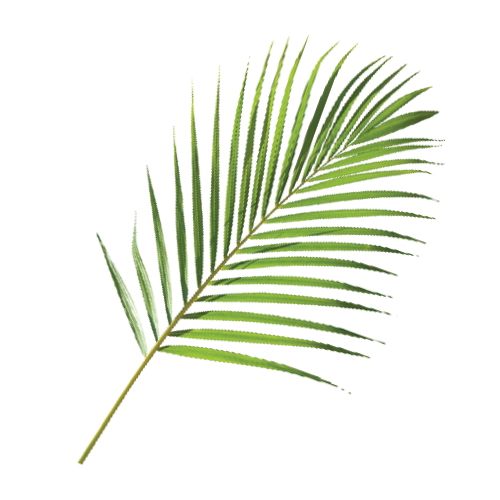 A fern frond