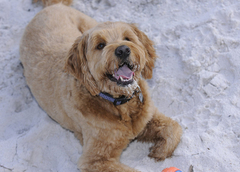 Dog with a ball