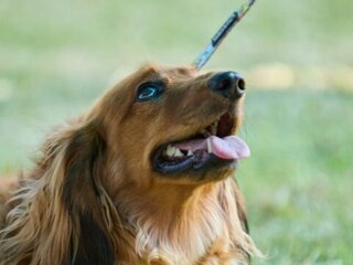A dog looking up at its owner