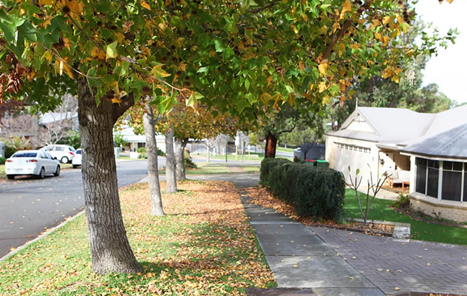 ENG_Street-Trees_TI_946x600