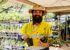 A worker holding saplings